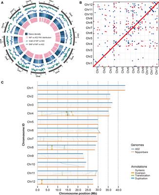 Compared analysis with a high-quality genome of weedy rice reveals the evolutionary game of de-domestication